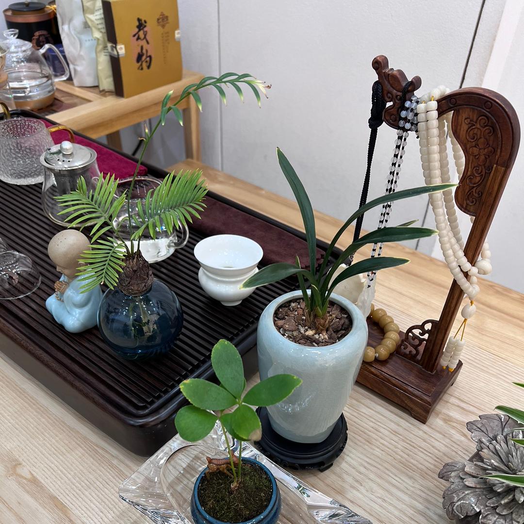 启强
