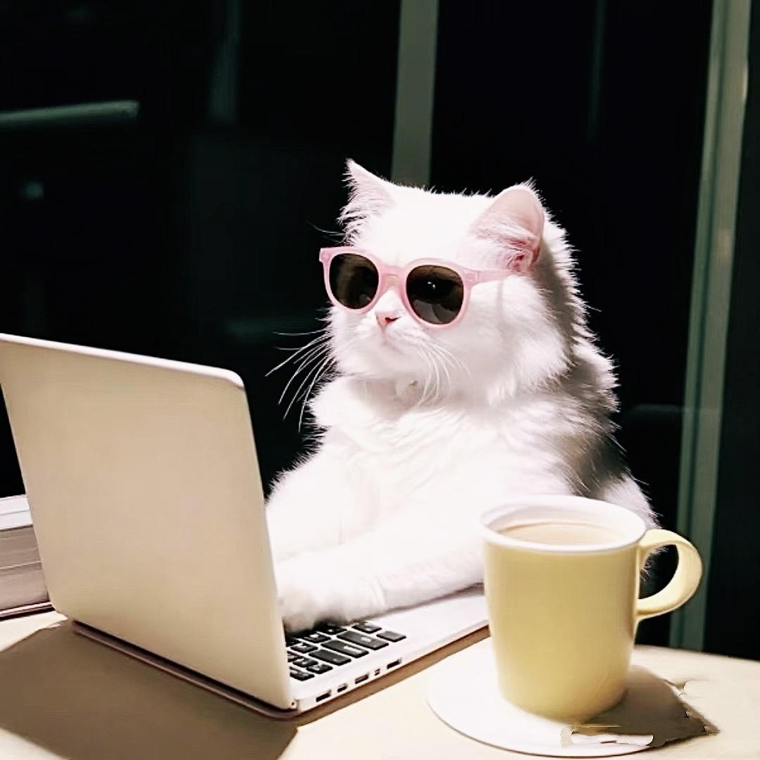 一只猫～