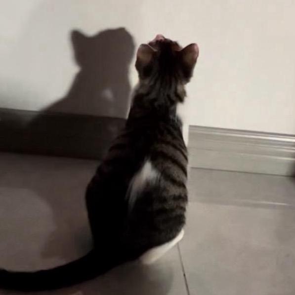 岳有钱🐈