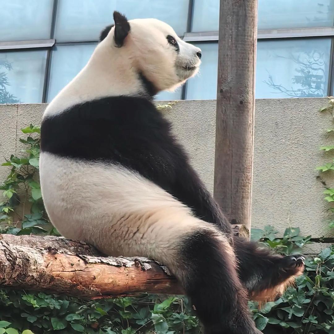 苏苏的红色单车20寸