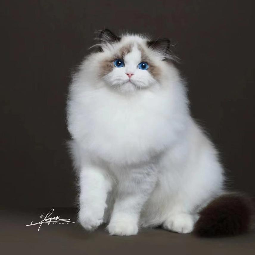 猫将军精品宠物猫