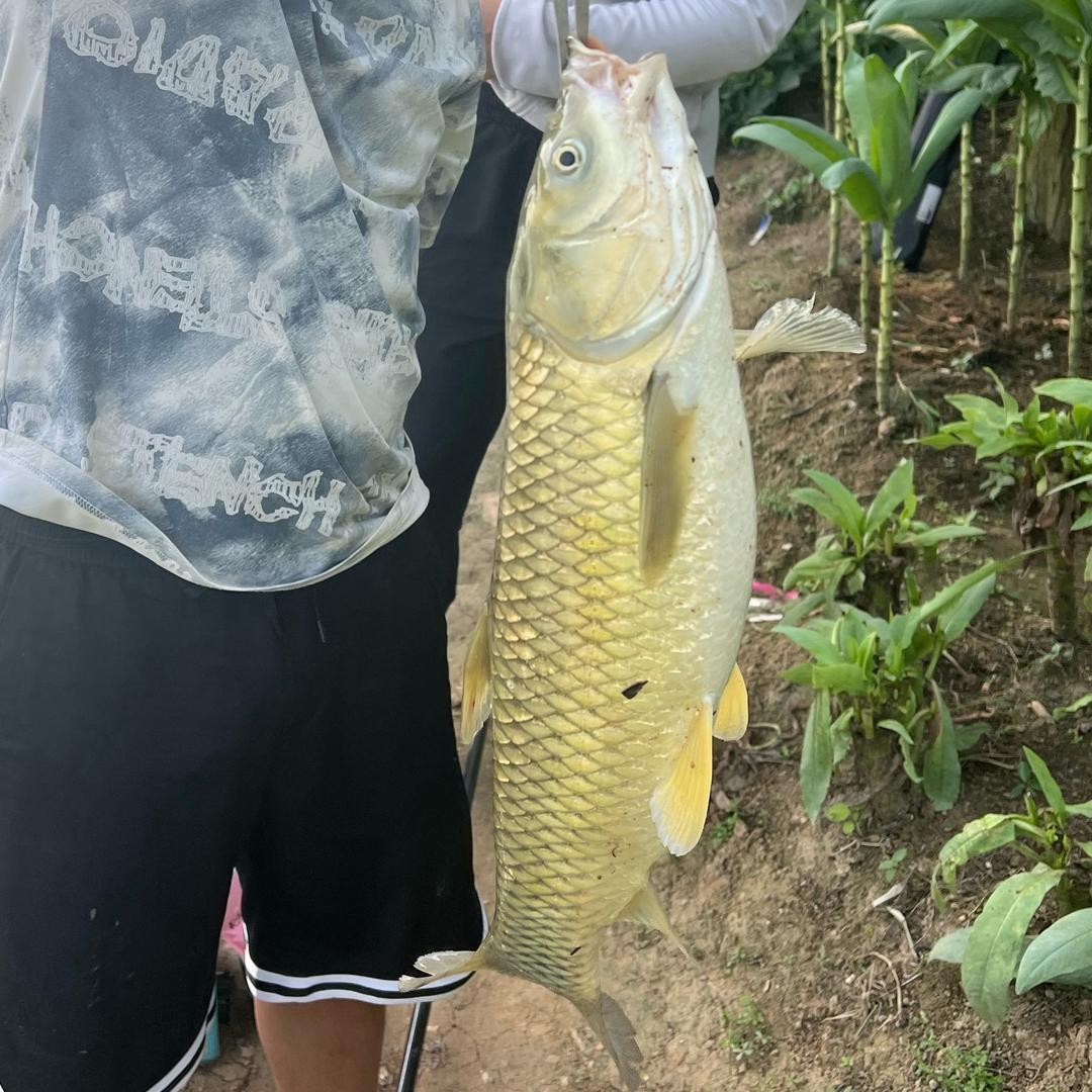 沙河钓鱼