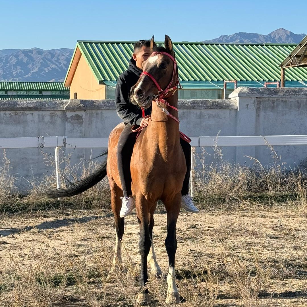 伊犁改良马天花板