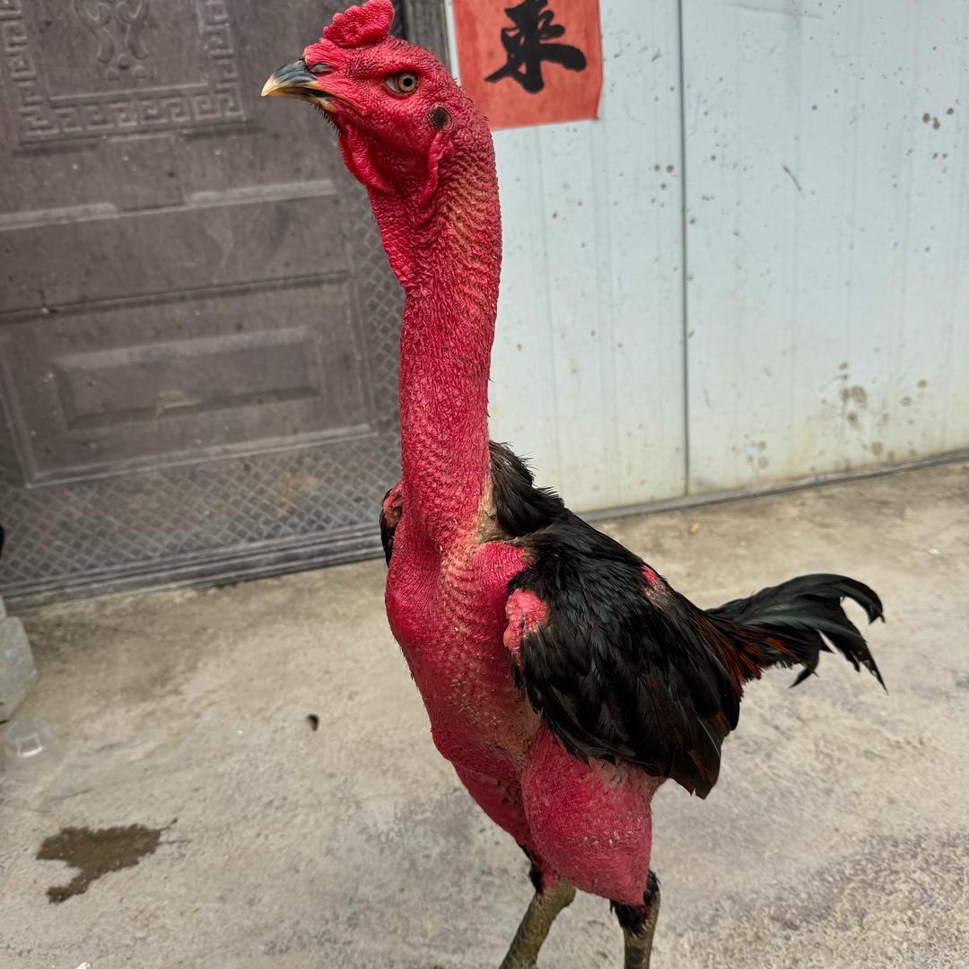 勇哥斗鸡
