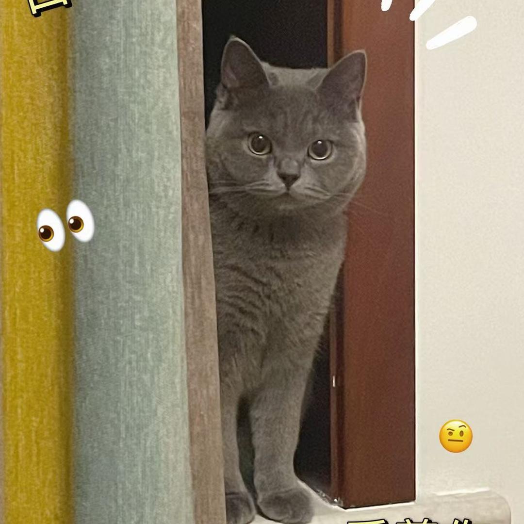 醒醒小猫🐱