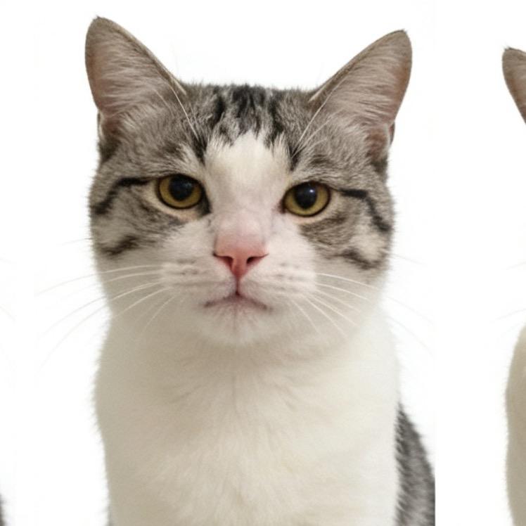 金金是只可爱猫