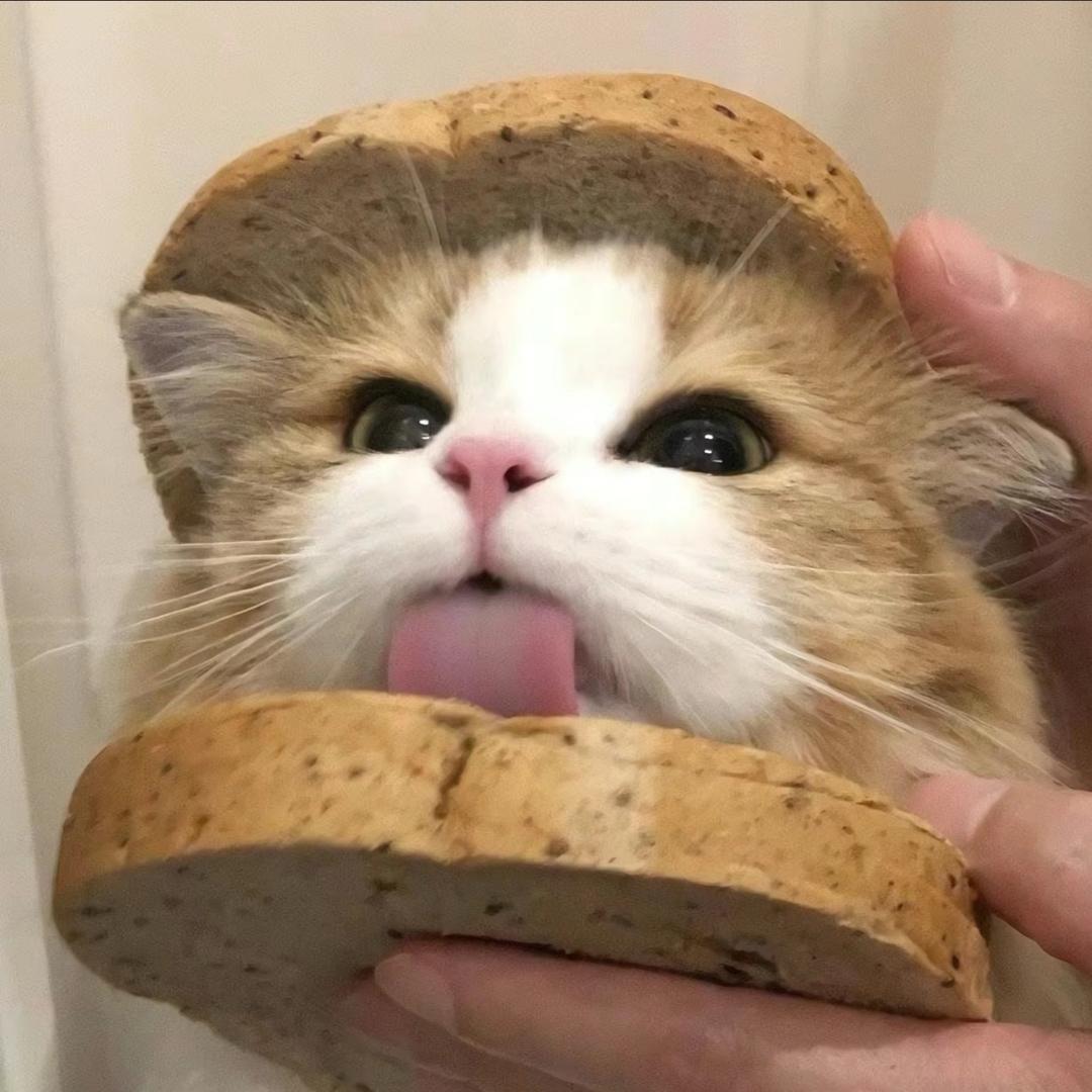 茌平沐宸猫舍🐈