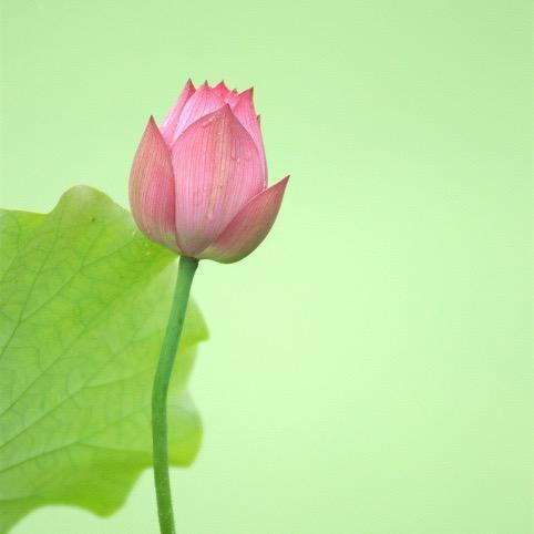 毛毛虫