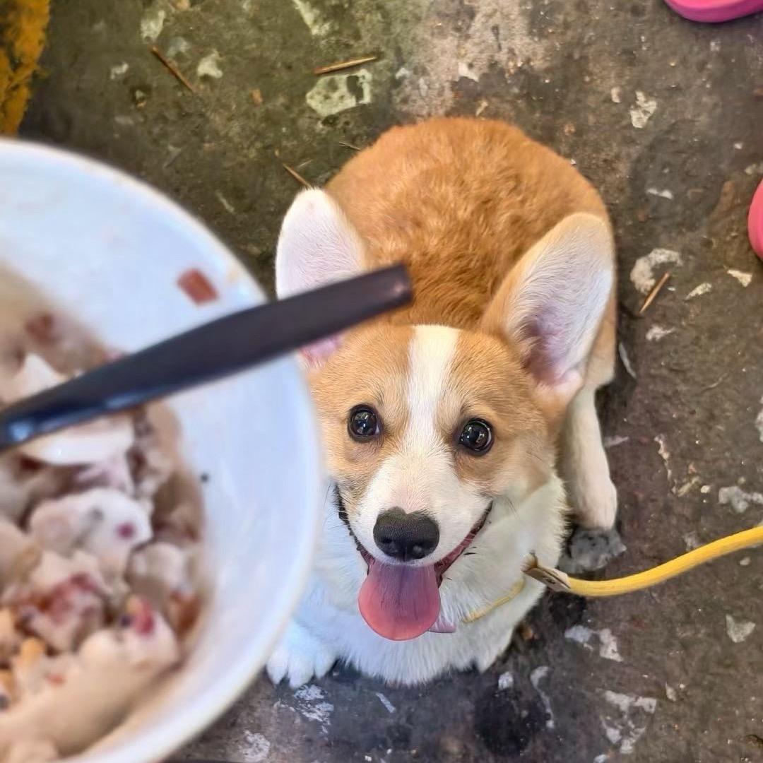 虎妞来福🐕