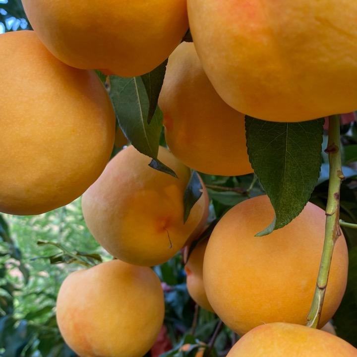 沂蒙乡愁