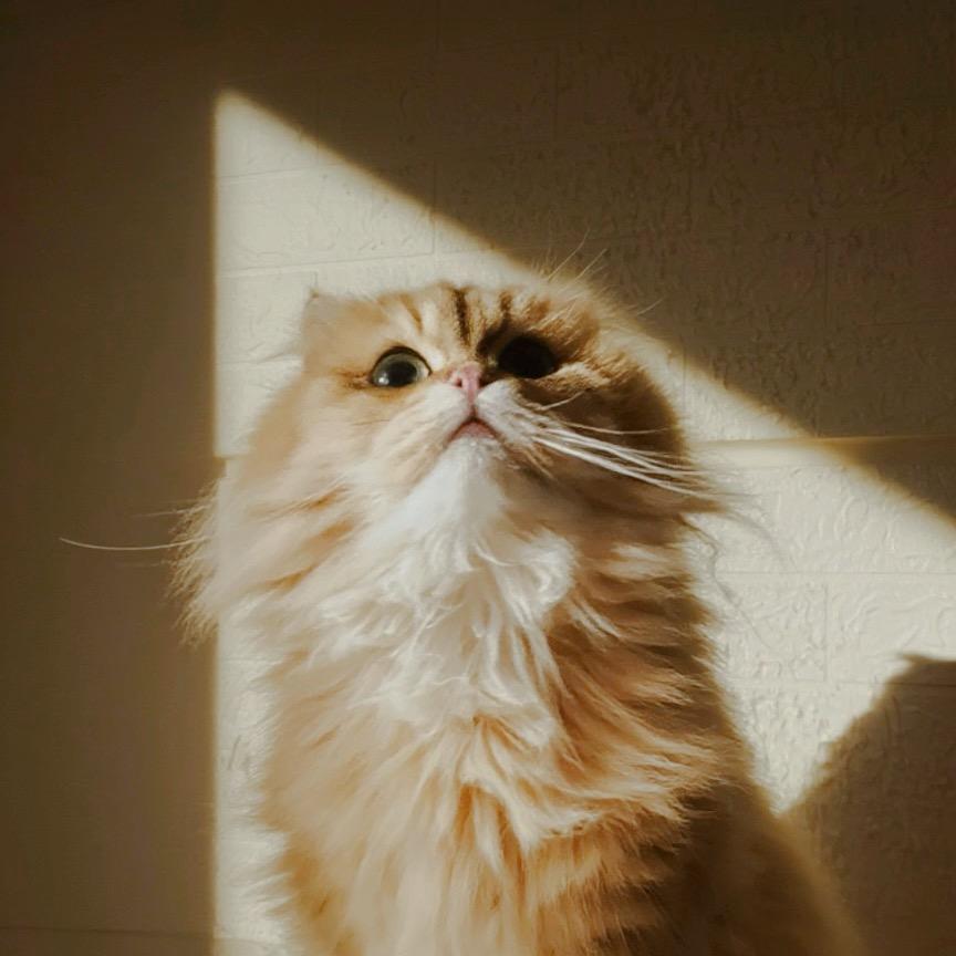 MxM.猫