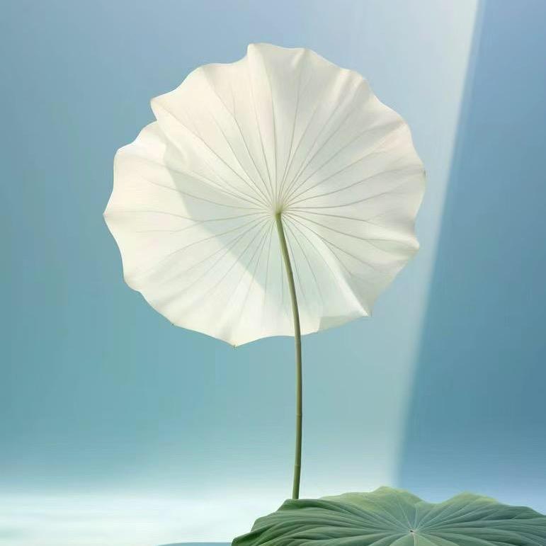 严严老师说国学