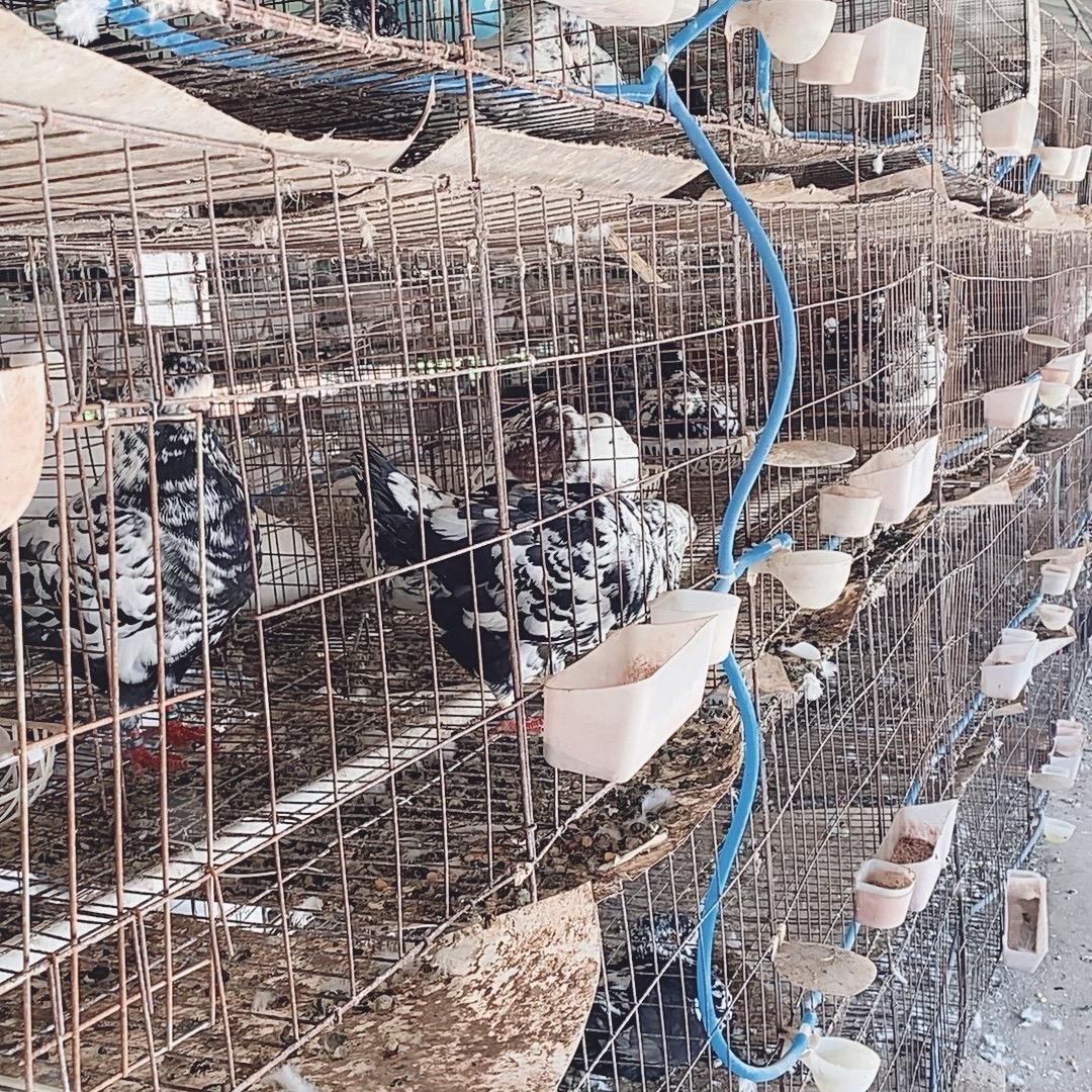 川苏养殖（小号）元宝元环