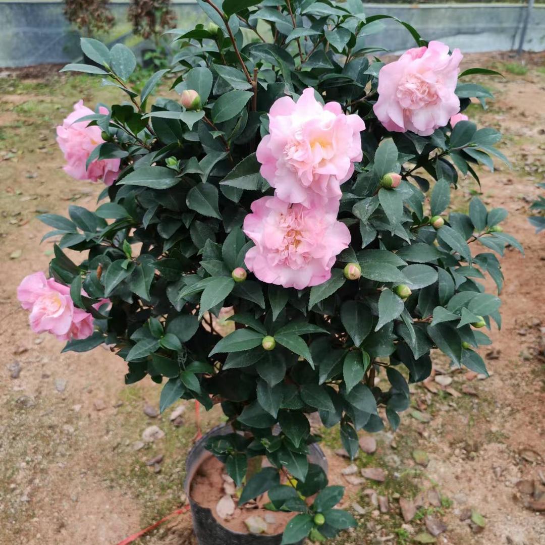 花元素