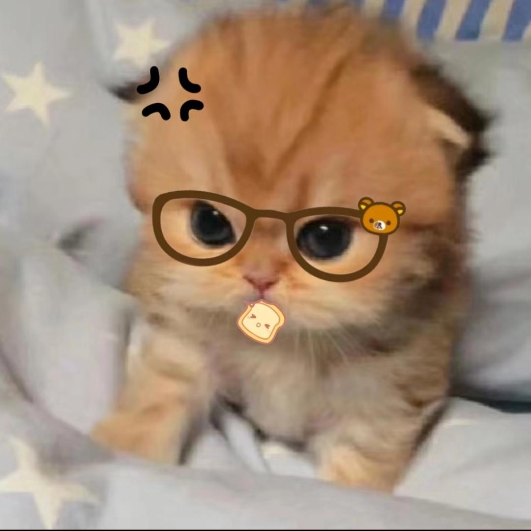 蝙蝠猫猫