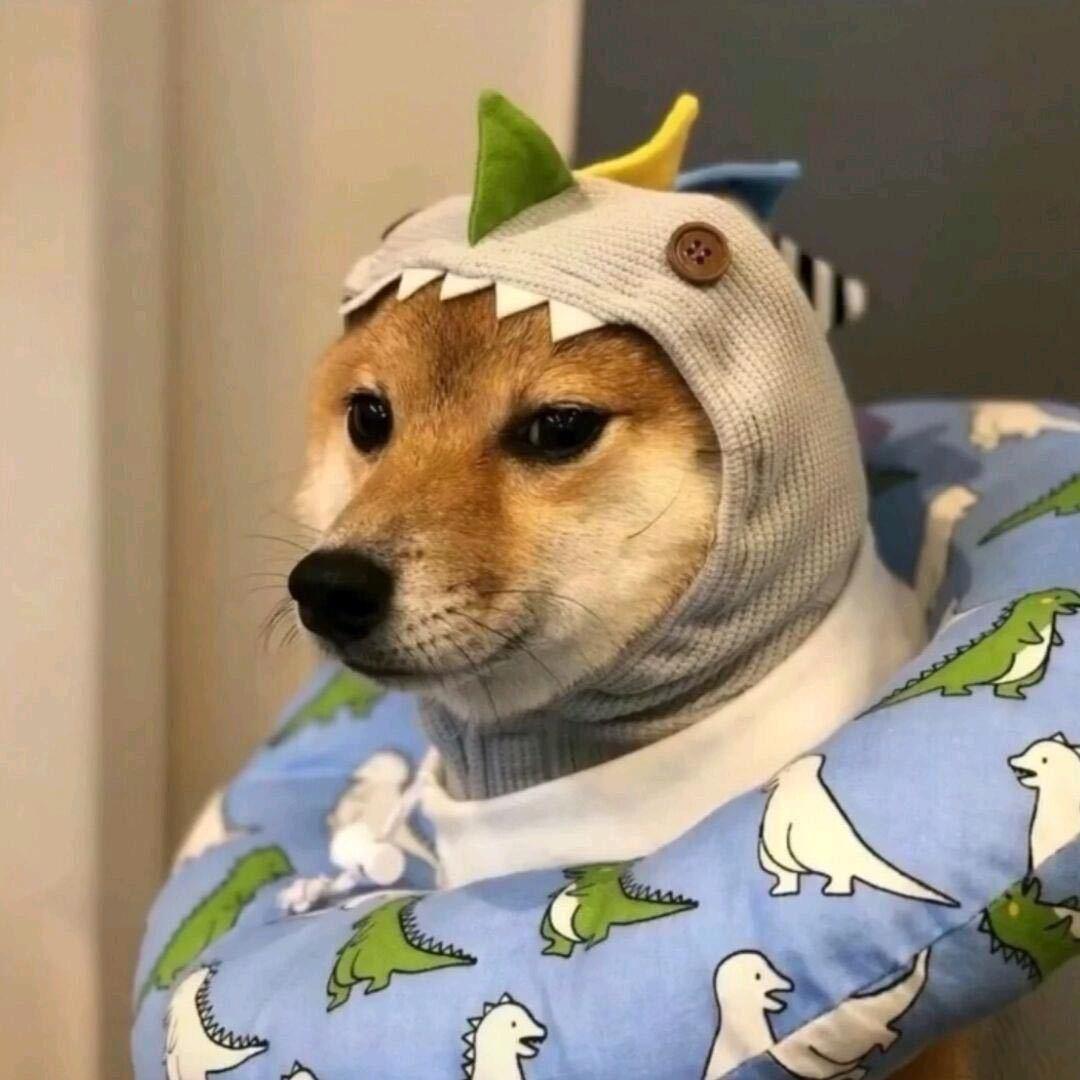 狗子