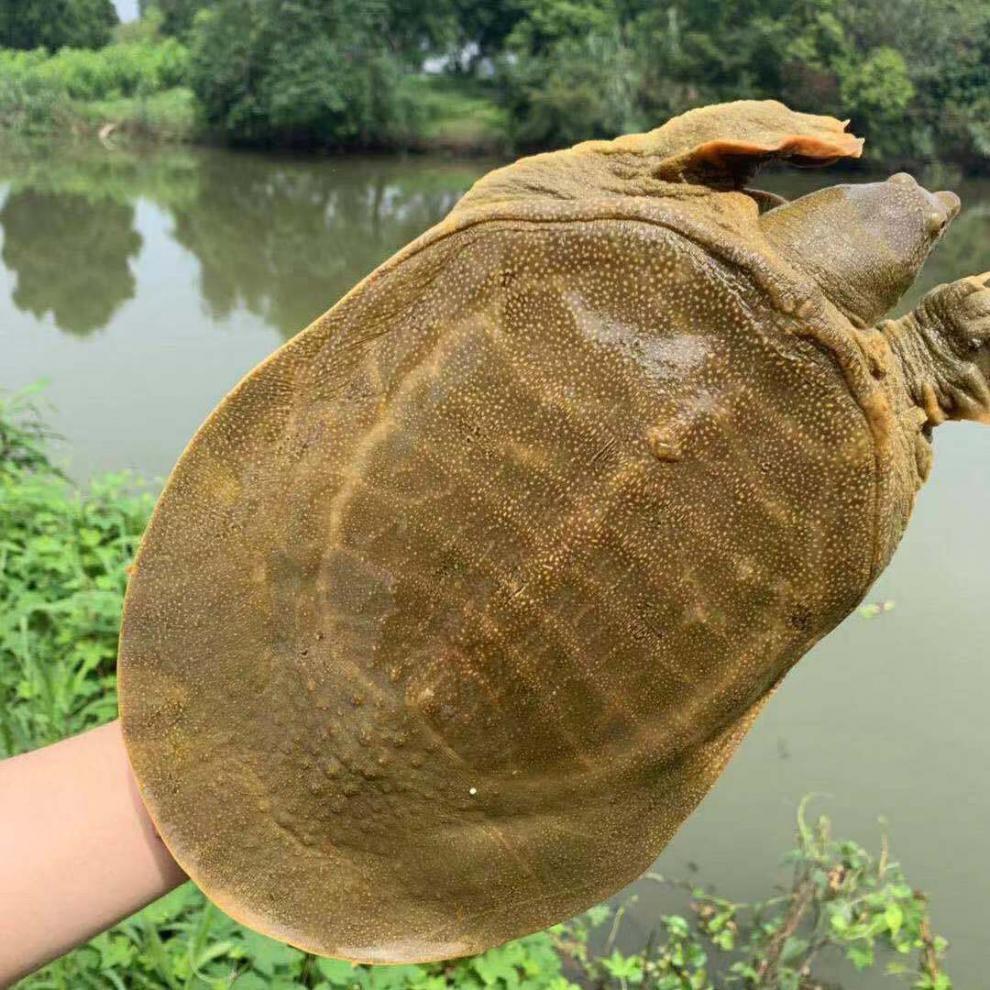 罗哥的甲鱼农场