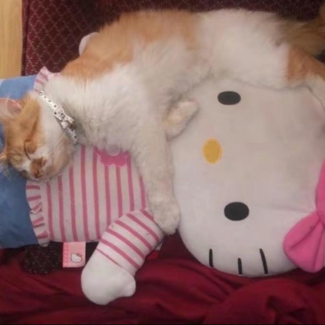坚强的猪坚强66