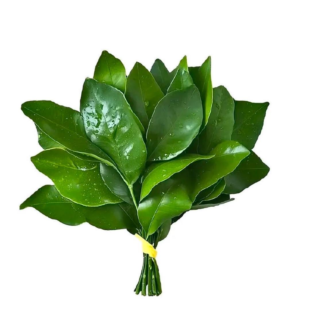 小凡（单播版）