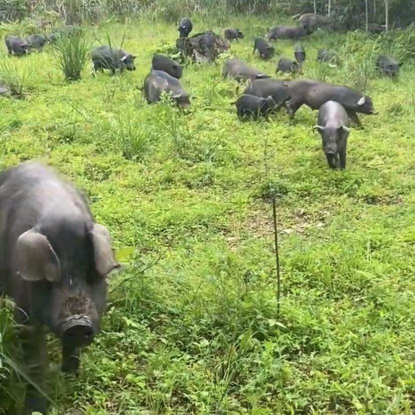 大自然跑山黑猪
