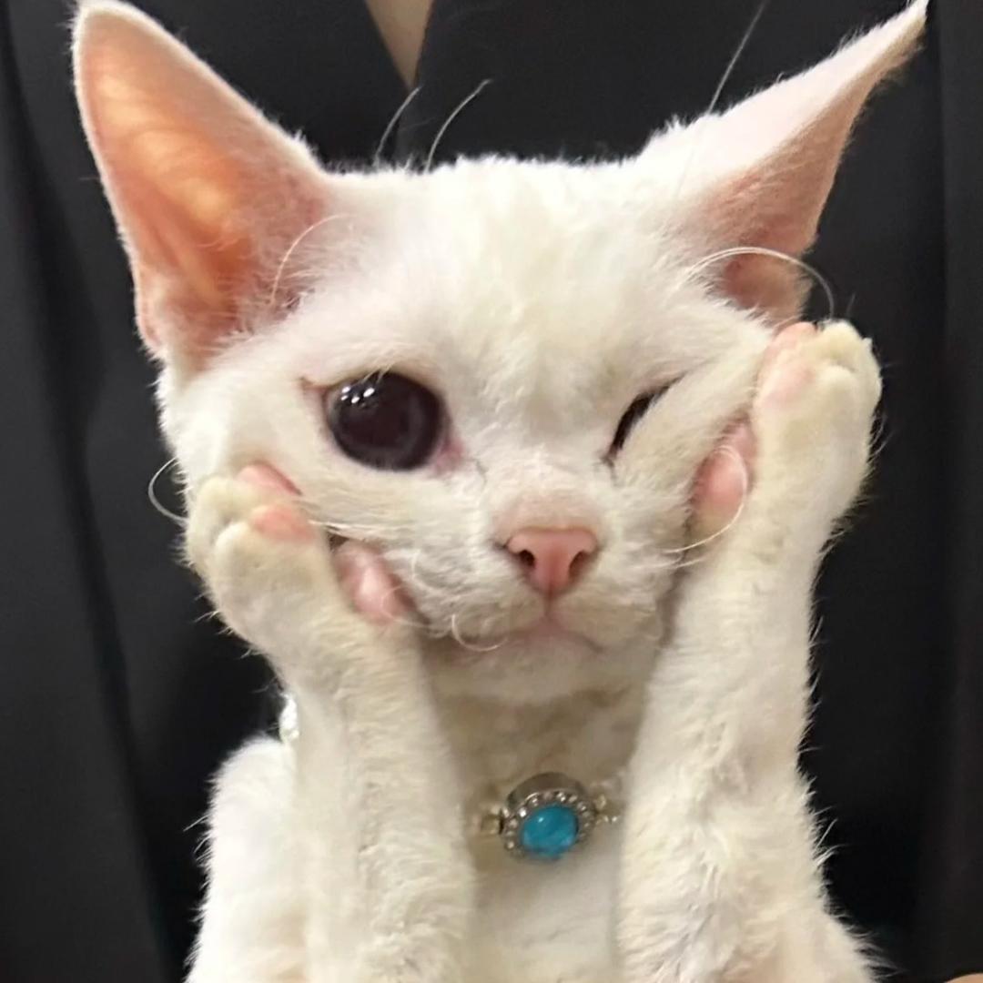 须须