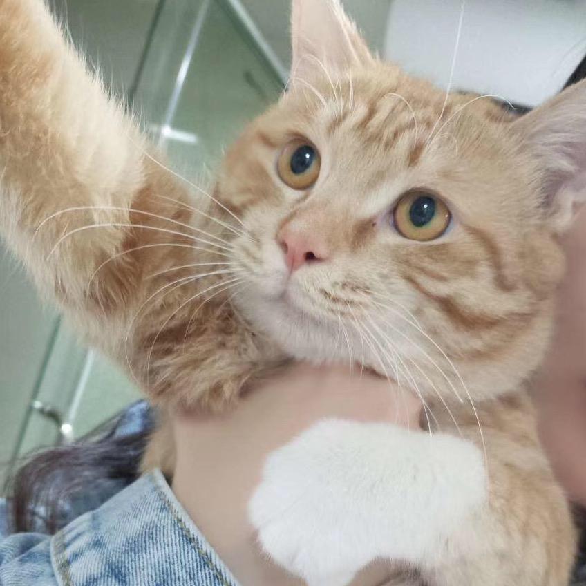 王建国是只猫