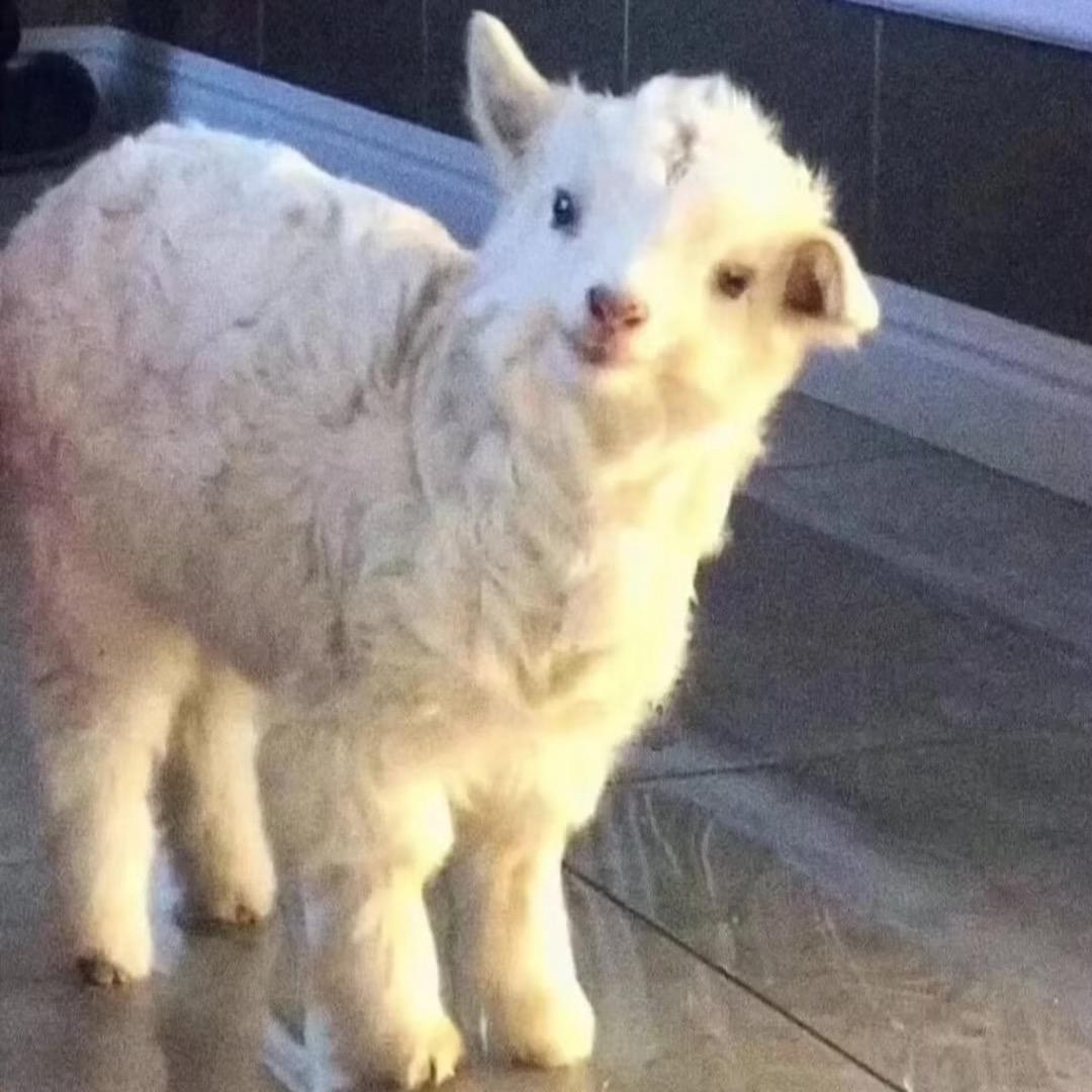 一头小羊