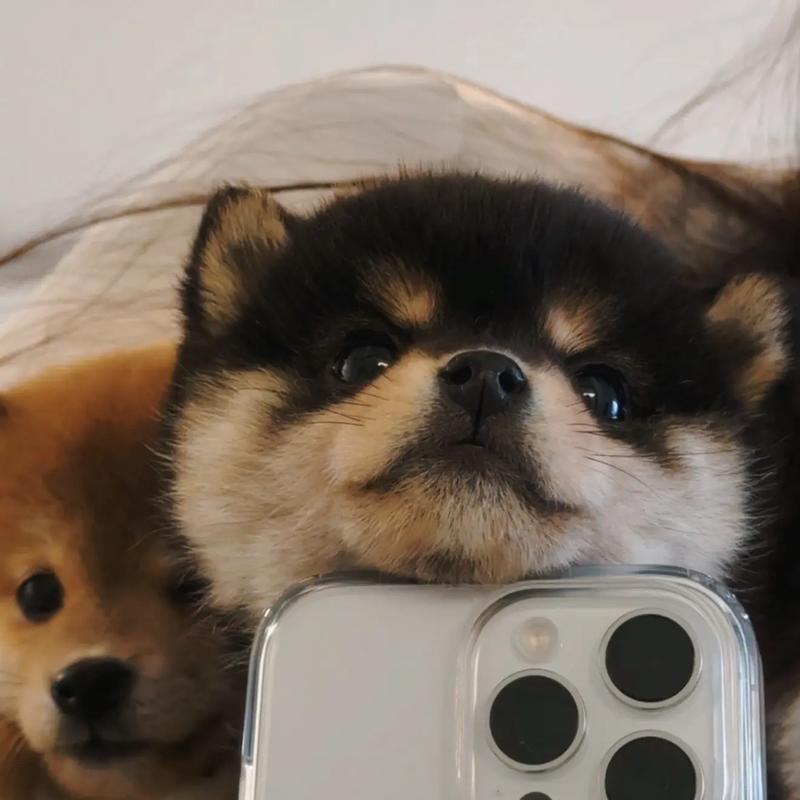 动物日记