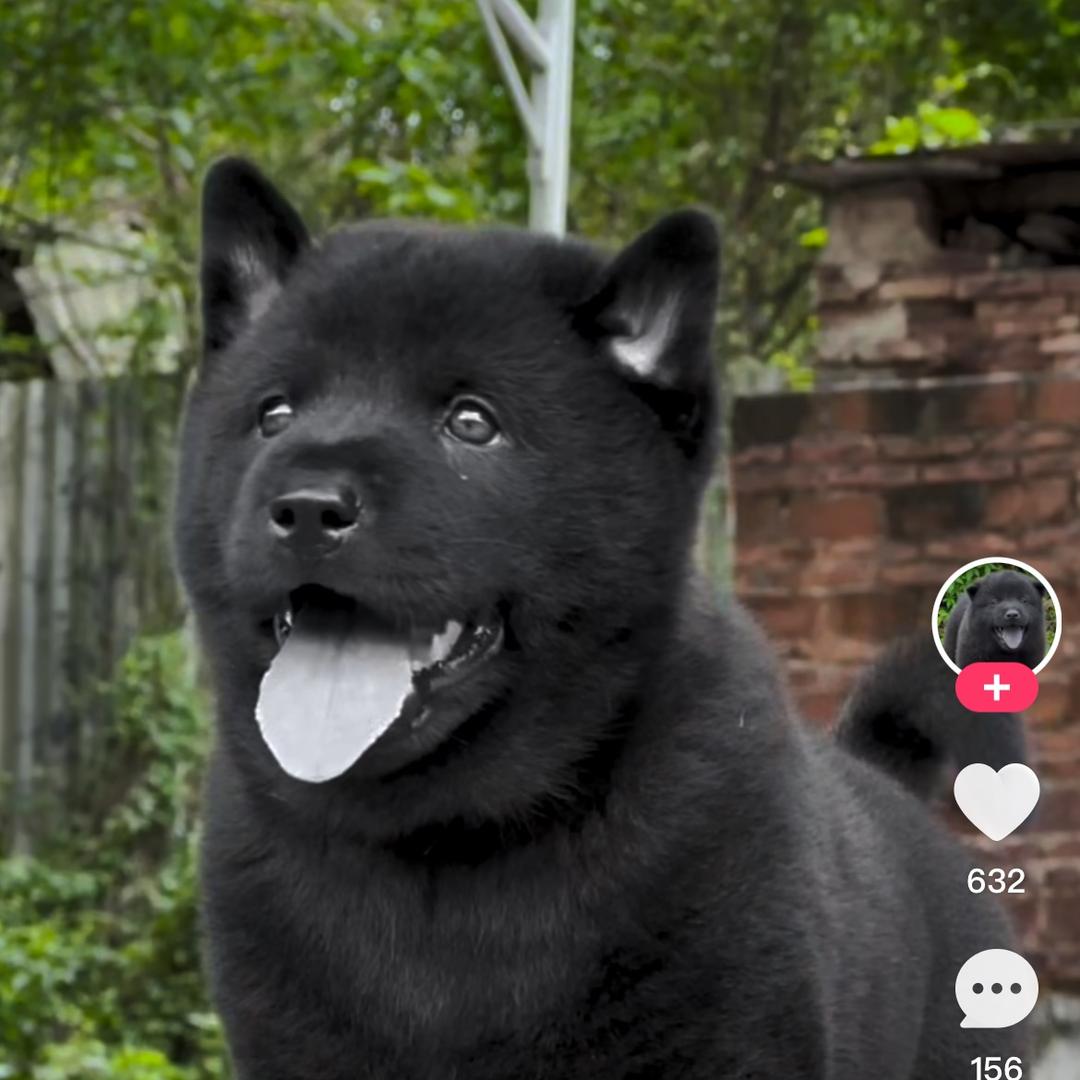小焕淘犬