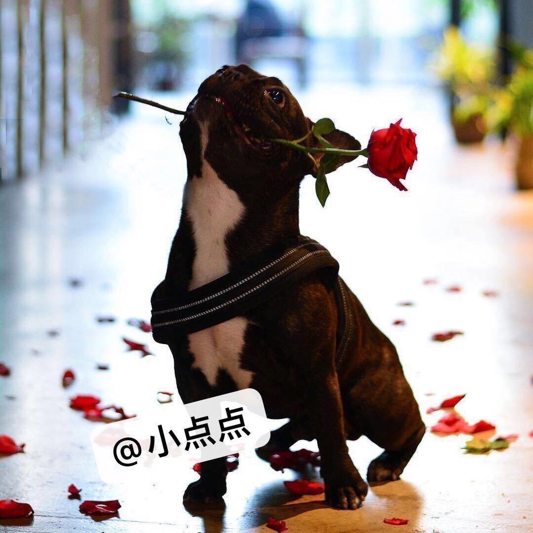 小点点🌈，