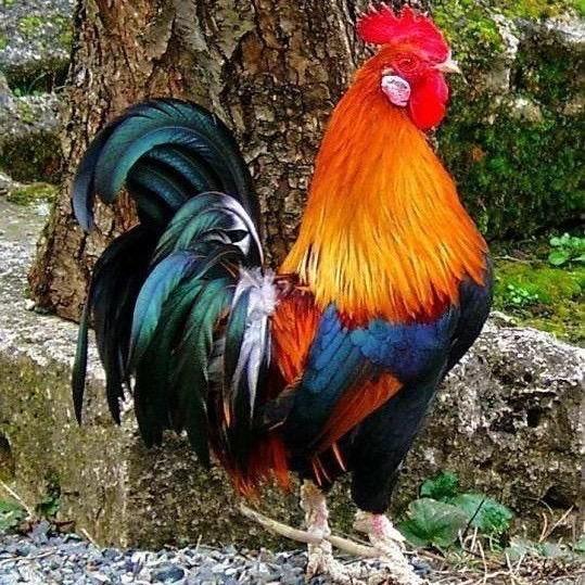 一个卖鸡老没有板