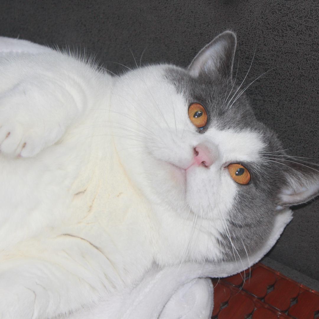 元宝是个乖宝宝🐱~