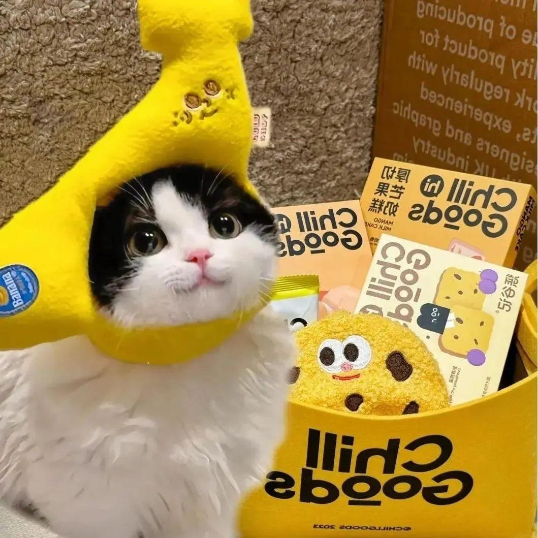 哭泣折耳猫