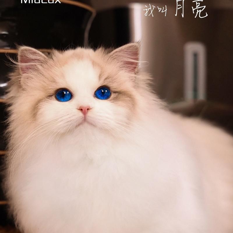 温馨猫咪（2）