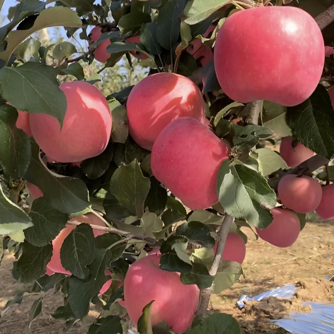 涵硕果树苗木专营店