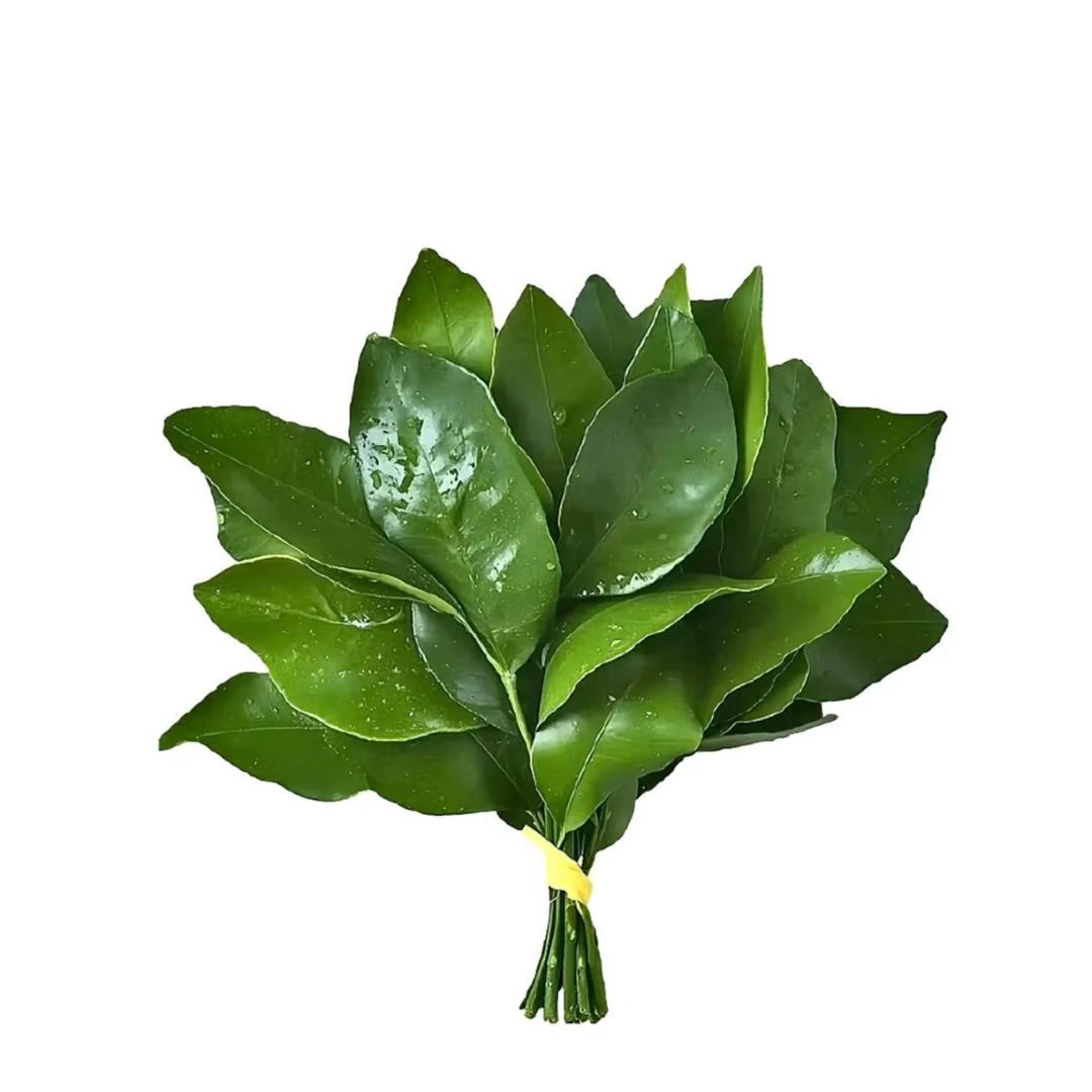 饱饱🧜🏻‍♀️