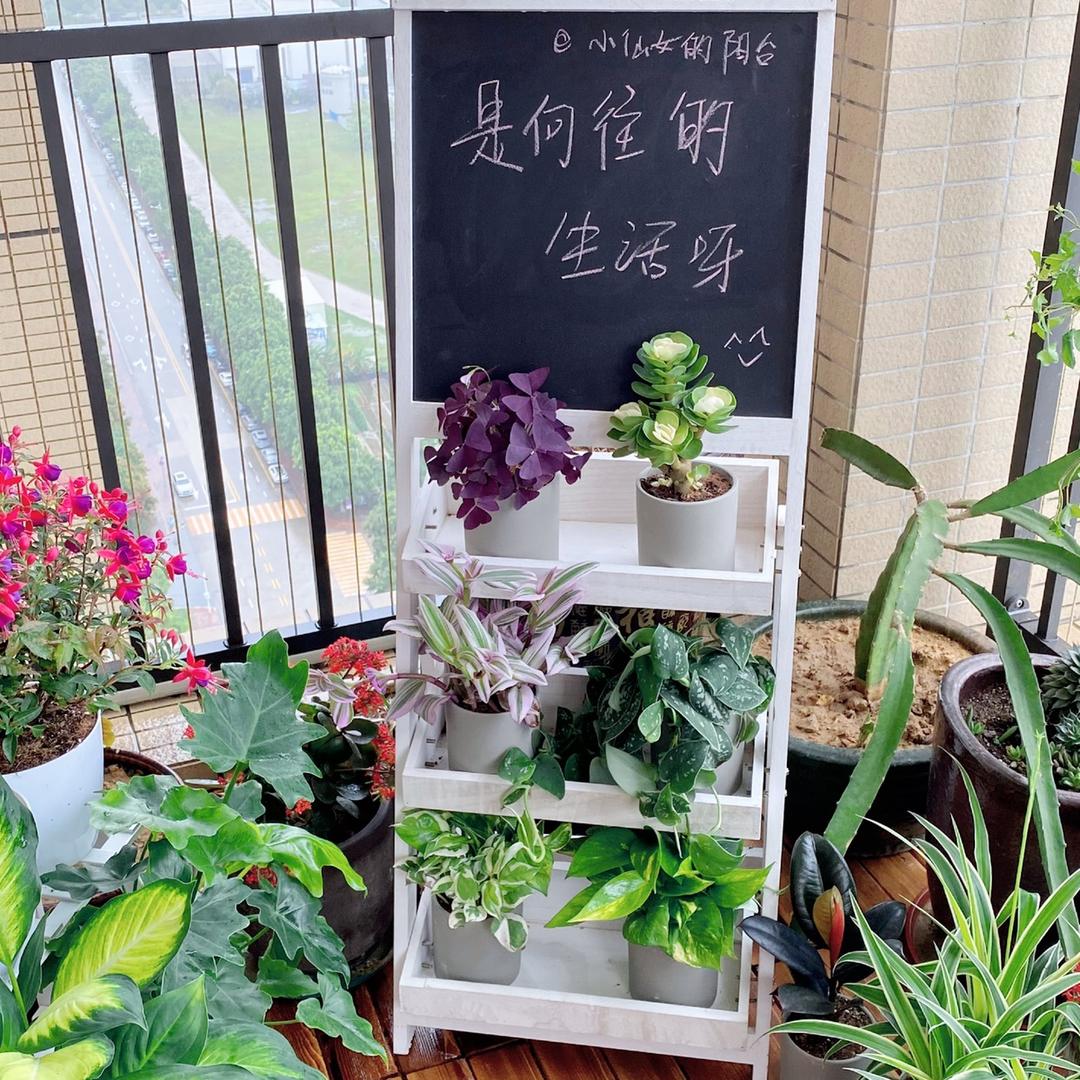 向往的生活家居绿植