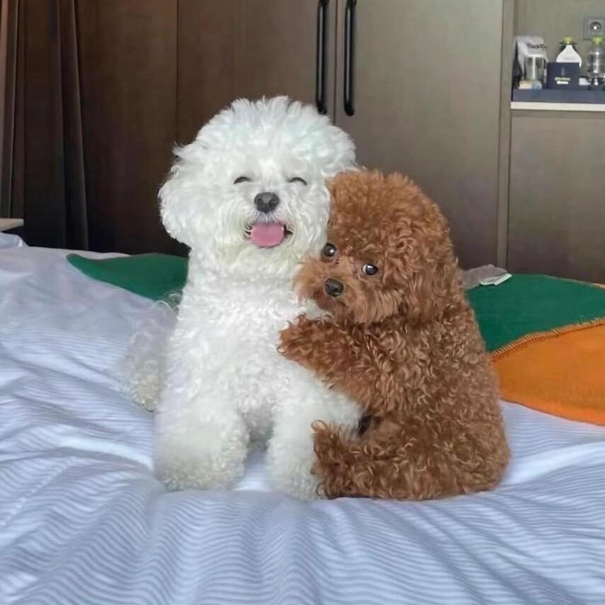 狗勾的万能零食袋