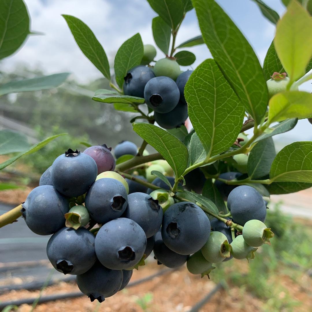 兰田耘谷源蓝莓🫐