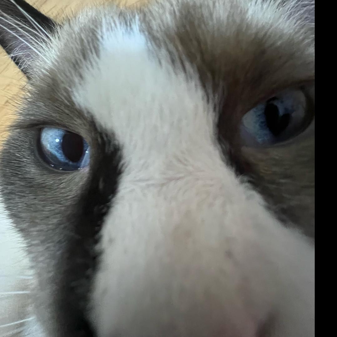 可乐是只胆小鬼