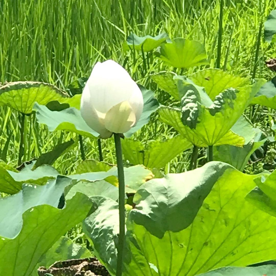 渔