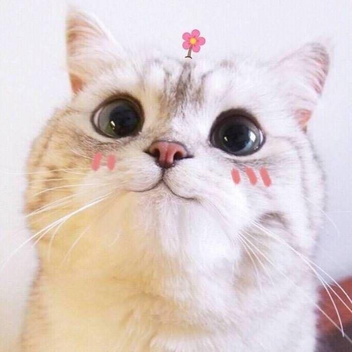 牛奶先森🥕