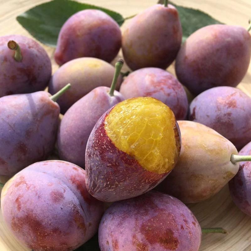 垚欢果树苗木专营店一