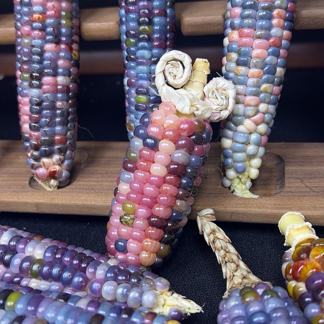 波波家的小玉米