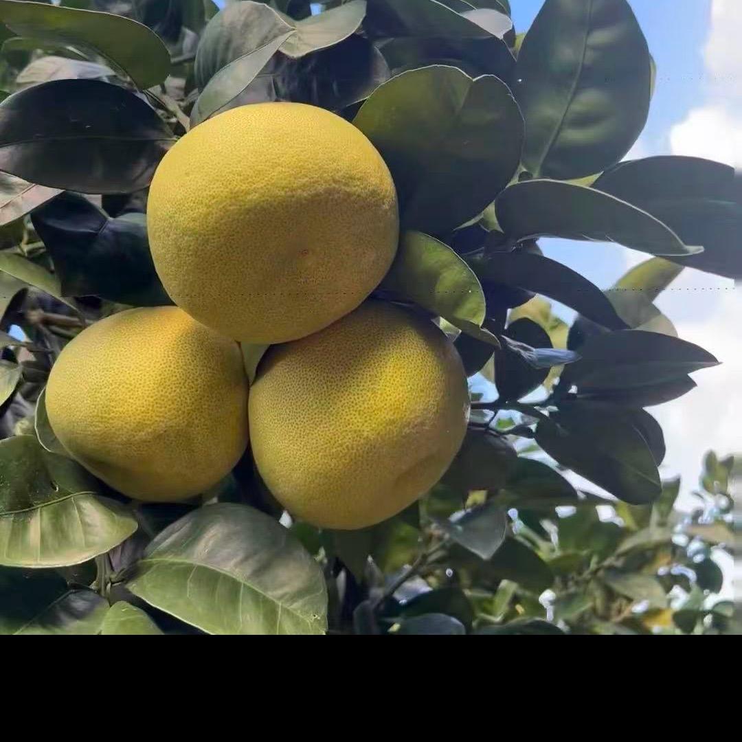 度尾文旦柚批发