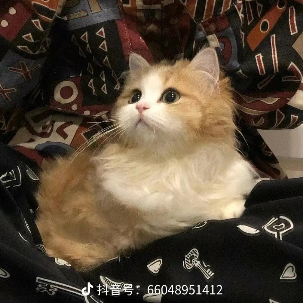 小拓数码