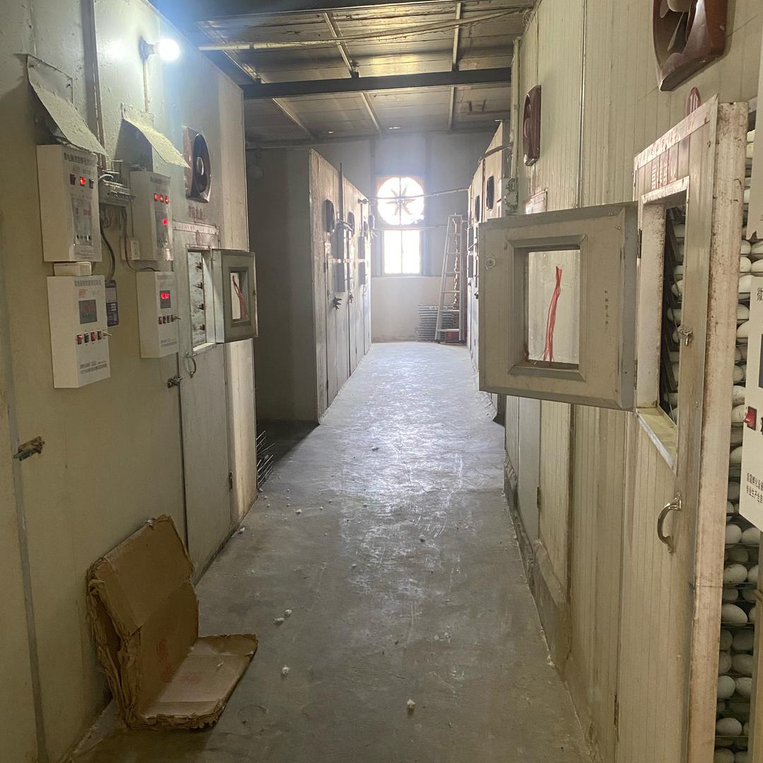 阿文家孵化厂2号店