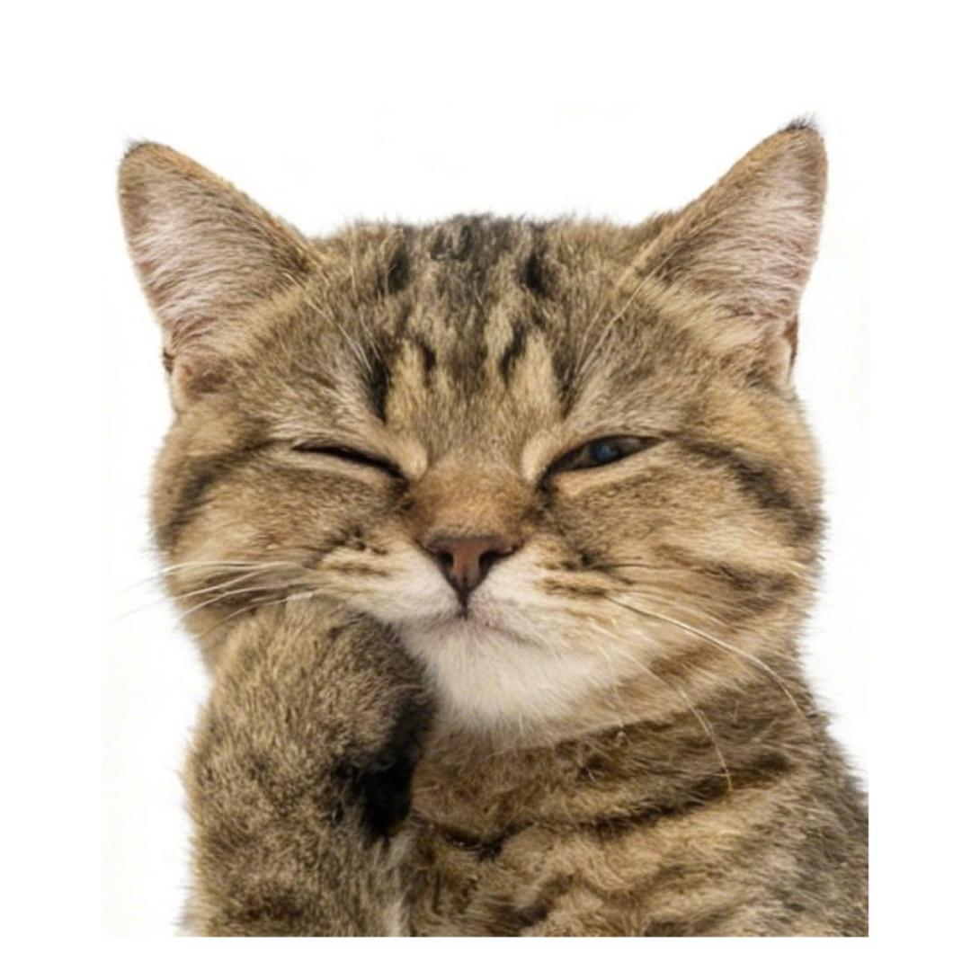 二柱子是只喵🐱