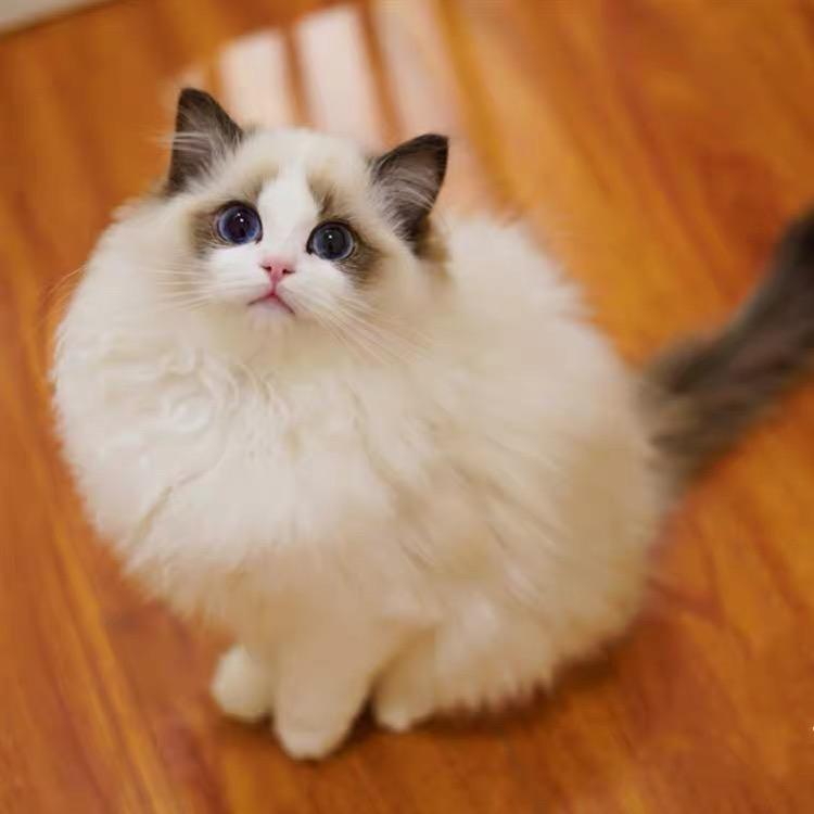 悠妮喵喵屋·撸猫·海景猫咖