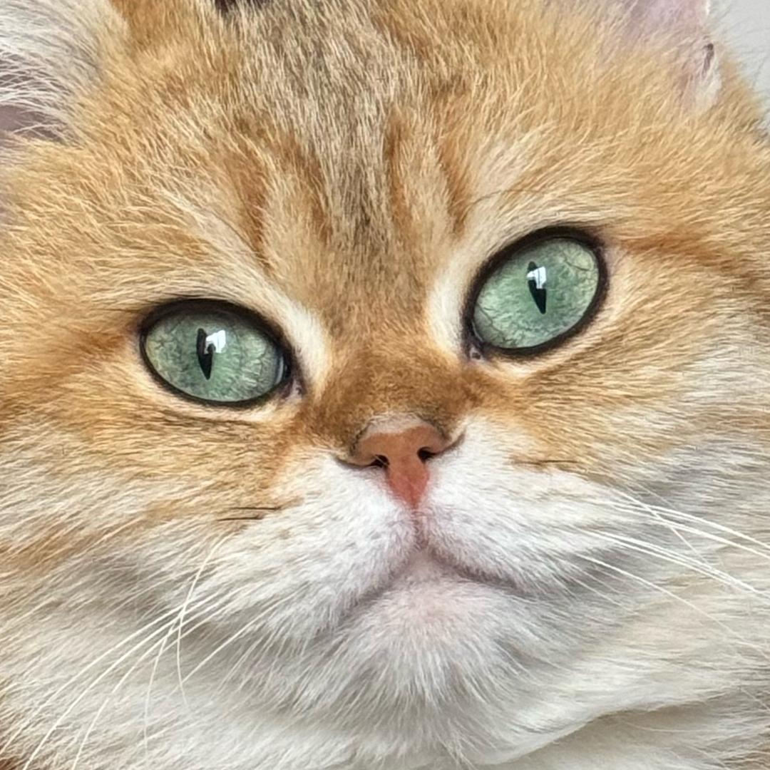 Polaris的宇宙飞船